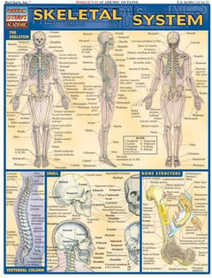 SKELETAL SYSTEM